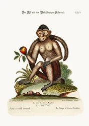 A bozontos farkú majom, 1749-73